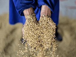 Solution for Pests Issue in Grain Safety Storage