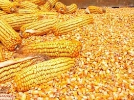 maize