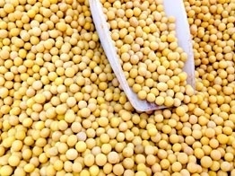 soybean